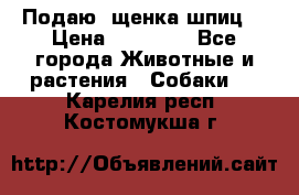 Подаю. щенка шпиц  › Цена ­ 27 000 - Все города Животные и растения » Собаки   . Карелия респ.,Костомукша г.